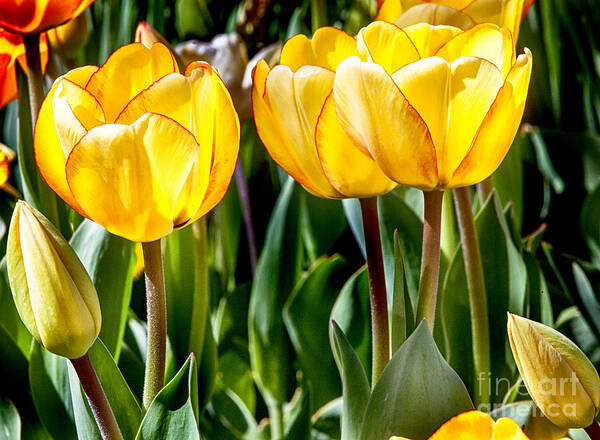 Tulips Poster featuring the photograph Spring Beauty by David Millenheft