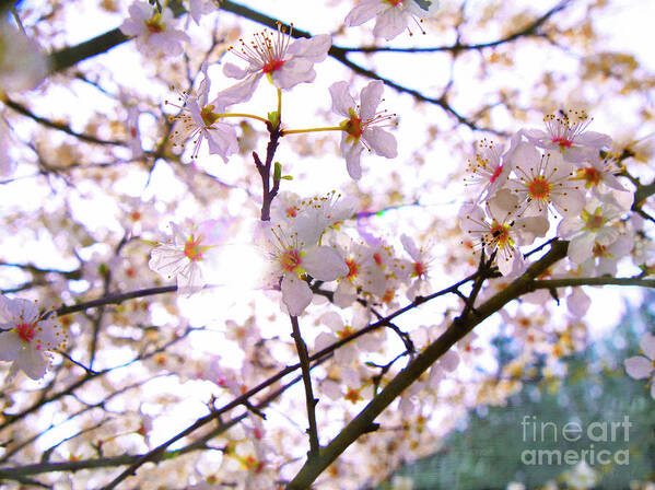 Blossom Poster featuring the mixed media Spring Blossom by Helen White