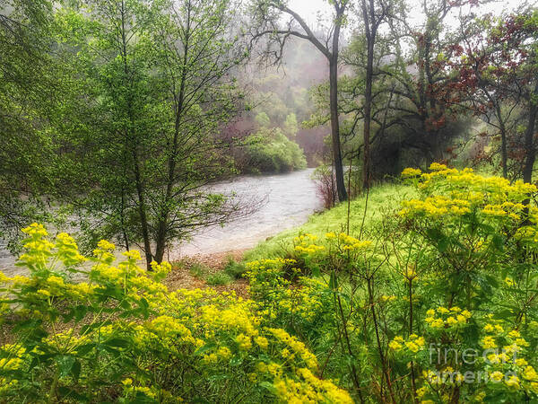 Yellow Spring Flowers Landscapes Poster featuring the photograph Spring on the Mokelumne River by Leslie Wells