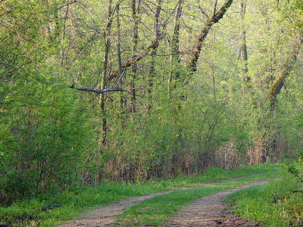 Spring Poster featuring the photograph If Monet Took Photos by Wild Thing