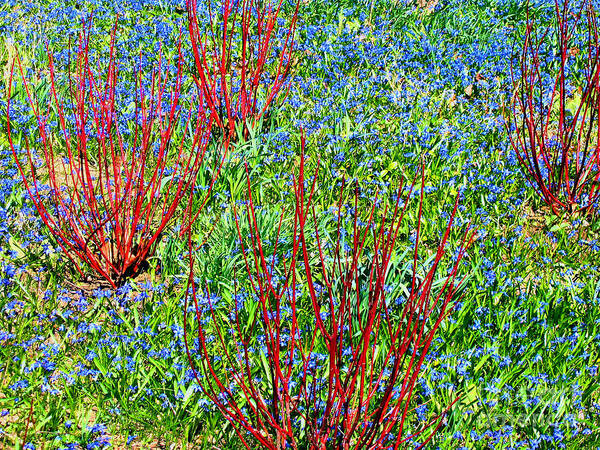 Spring Poster featuring the photograph Springtime Impression by Ann Horn