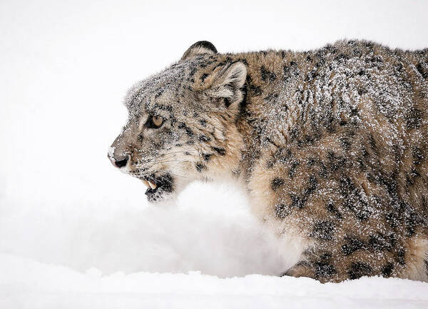 Snow Leopard Poster featuring the photograph Stalking Snow Leopard by Athena Mckinzie