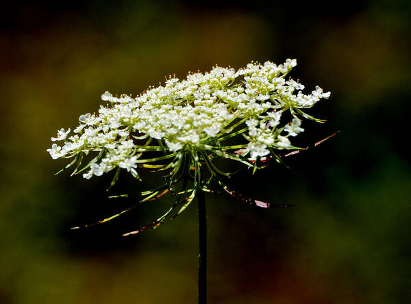 Flower Poster featuring the photograph Stamens Of Queen Annes Lace 2 by Lyle Crump