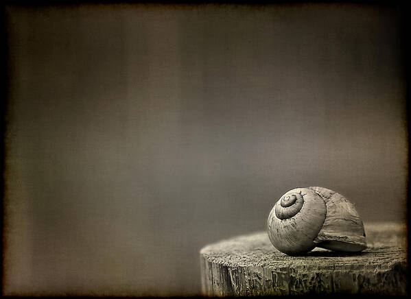 Snail Poster featuring the photograph Stay by Evelina Kremsdorf
