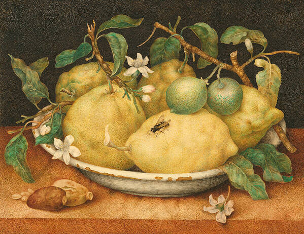 Lemons Poster featuring the painting Still Life with a Bowl of Citrons by Giovanna Garzoni