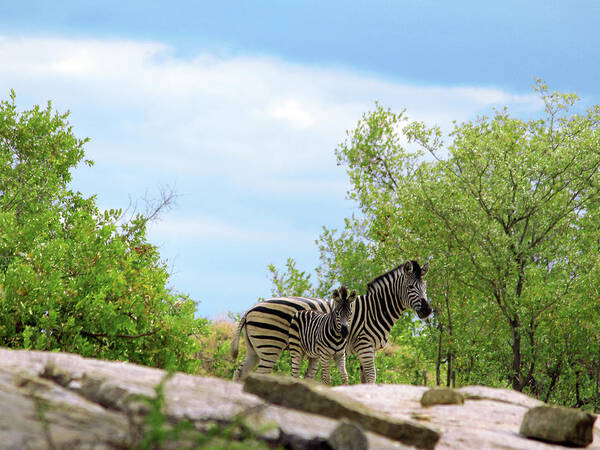 Zebra Poster featuring the photograph Mama, Who's that idiot taking my picture? by Samantha Delory