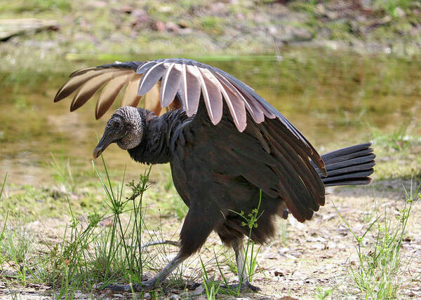 Vulture Poster featuring the photograph Strutting Black Vulture by Carol Groenen