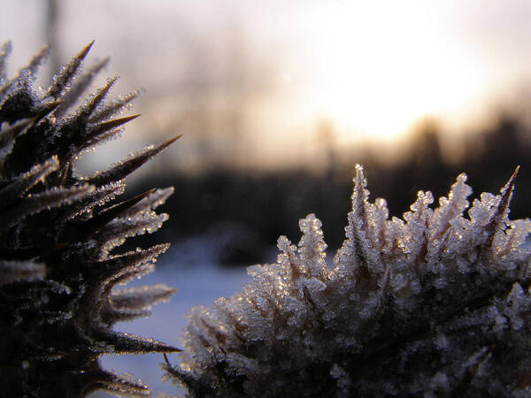 Macro Poster featuring the photograph Sugar crystals by Scott Hovind