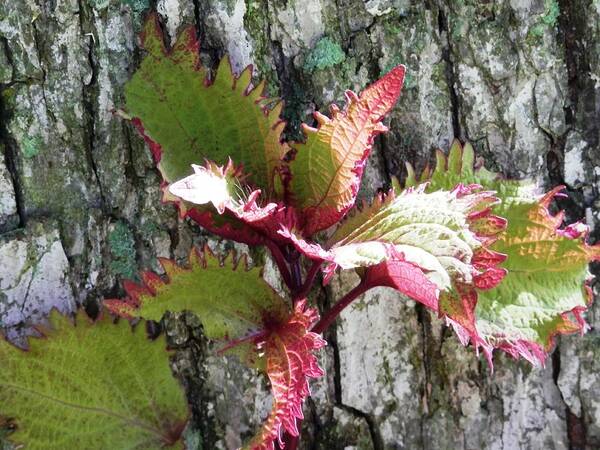 #pecan #tree #background #beautiful #maroon #green #coleus Poster featuring the photograph Summer Coleus Color by Belinda Lee