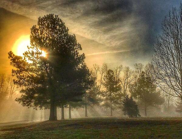 Trees Poster featuring the photograph Sun and Trees by Sumoflam Photography