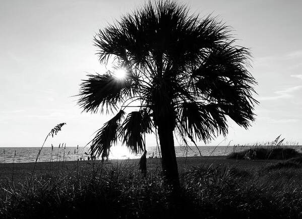 Photo For Sale Poster featuring the photograph Sun Through the Palm by Robert Wilder Jr