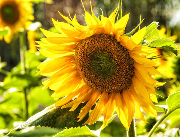 Blue Poster featuring the photograph Sunflower - Backlit. by John Paul Cullen