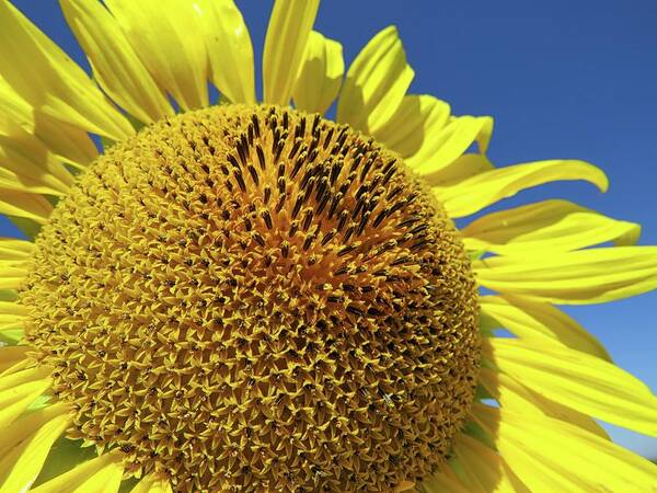 Sunflower Poster featuring the photograph Sunflower Close-up by Connor Beekman