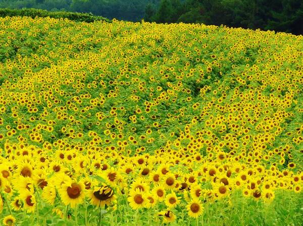 Sunflowers Poster featuring the photograph Sunflower Hill by Lori Frisch