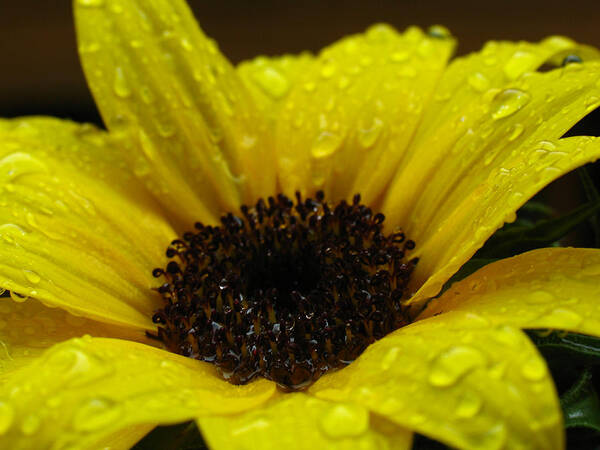 Sun Stars Poster featuring the photograph Sunflower Macro by Juergen Roth