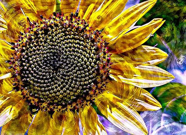 Photography By Suzanne Stout Poster featuring the photograph Sunflower Study by Suzanne Stout