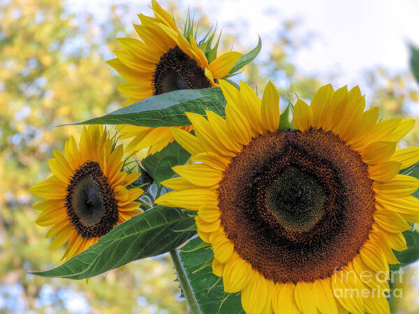Sunflowers Poster featuring the photograph Sunflower Trio by Janice Drew