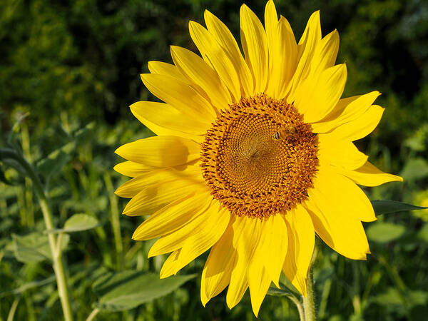 Sunflower Poster featuring the photograph Sunflower with Bee by Paula Ponath