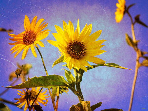 Glenn Mccarthy Poster featuring the photograph Sunflowers - The Arrival by Glenn McCarthy Art and Photography
