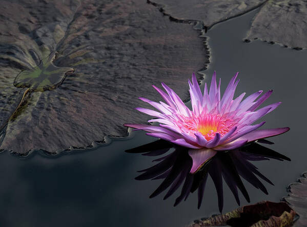 Longwood Gardens Poster featuring the photograph Sunkissed Water Lily by Georgette Grossman