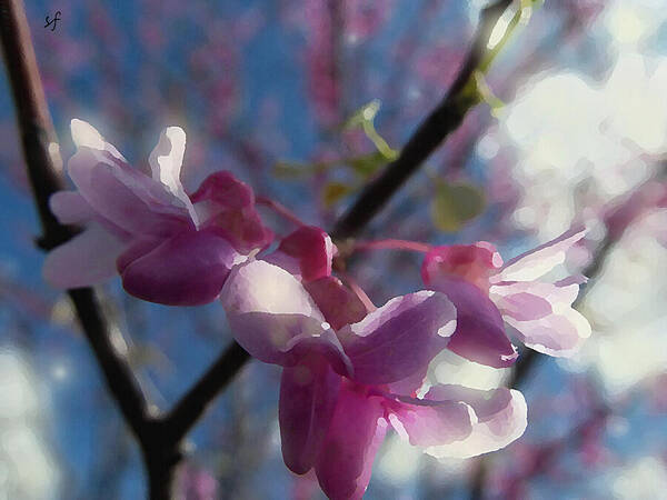 Spring Poster featuring the digital art Sunlight on Redbuds by Shelli Fitzpatrick