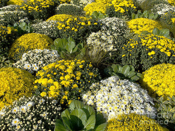 Flowers Poster featuring the photograph Sunny Mums by Ann Horn