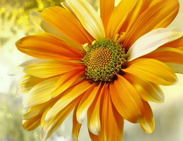 Flower Poster featuring the photograph Sunny Side Up by Darlene Kwiatkowski