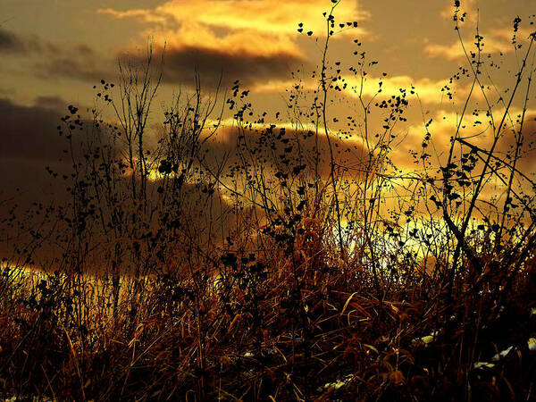 Grass Poster featuring the photograph Sunset Grasses by Julie Hamilton