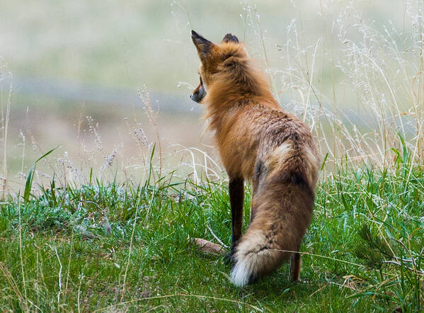 Red Fox Poster featuring the photograph Surveying Her Domain by Mindy Musick King