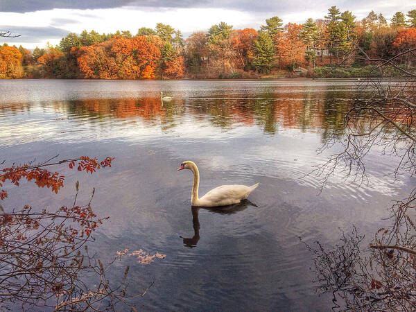 Landscape Poster featuring the photograph Swan Like by Michael Krugman