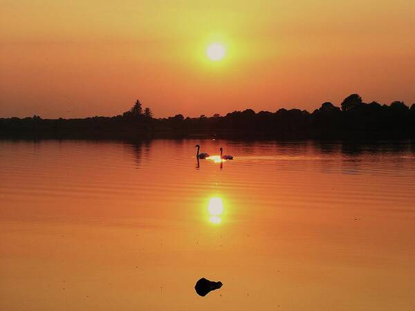 Sunset Poster featuring the photograph Swans at Sunset by Martina Fagan
