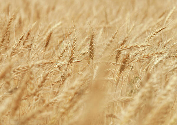 Wheat Field Poster featuring the photograph Swaying in the Wind by Keith Armstrong