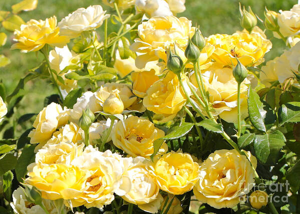 Rose Poster featuring the photograph Sweet Yellow Roses by Carol Groenen