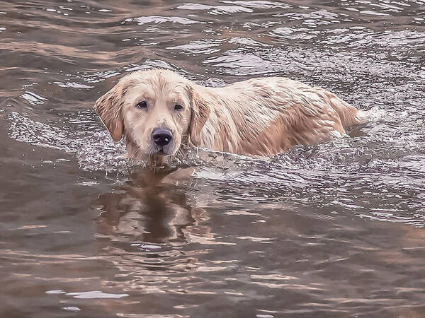 Golden Retriever Poster featuring the photograph Swimming Puppy by Jennifer Grossnickle