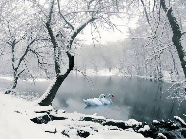 Winter Poster featuring the photograph Synchronicity by Jessica Jenney