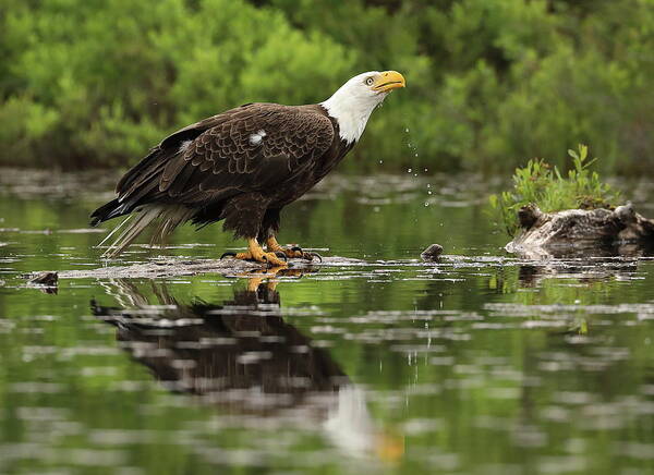Eagle Poster featuring the photograph Taking a Drink by Duane Cross