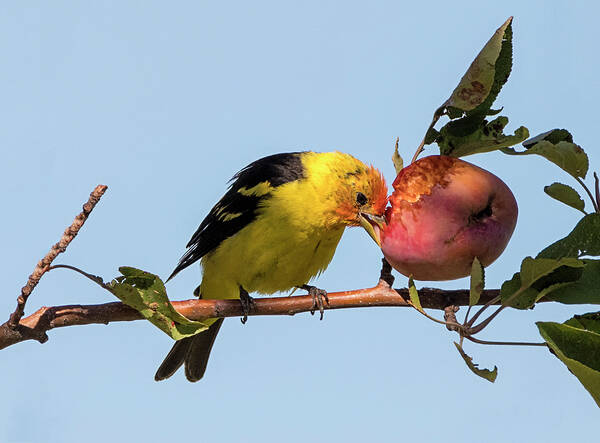 Loree Johnson Photography Poster featuring the photograph Tanager Eating Crabapple by Loree Johnson