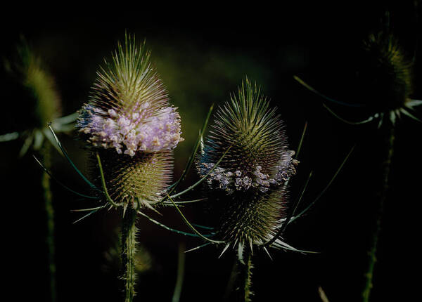 Bloom Poster featuring the photograph Teasels by Carol Senske