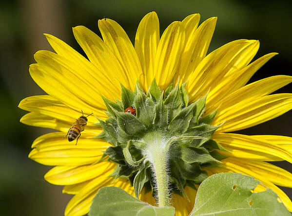 Ladybugs Poster featuring the photograph The Bee Lady Bug and Sunflower by James BO Insogna