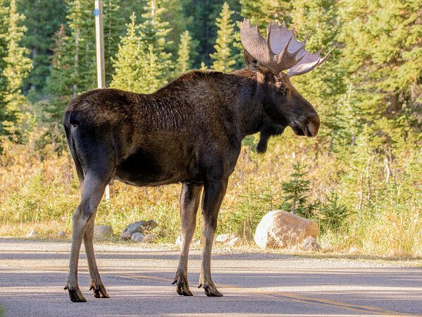 Bull Moose Poster featuring the photograph The Crossing Guard by Mindy Musick King