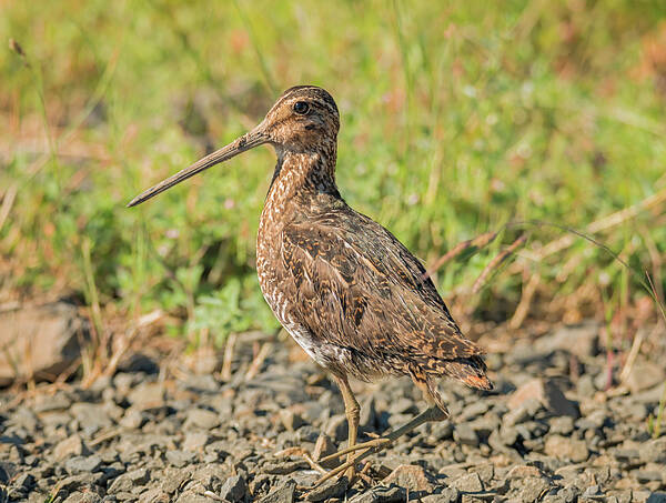 Loree Johnson Photography Poster featuring the photograph The Elusive Snipe by Loree Johnson