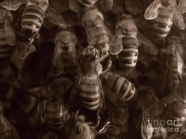 Bees Poster featuring the photograph The Hive by Jeff Breiman