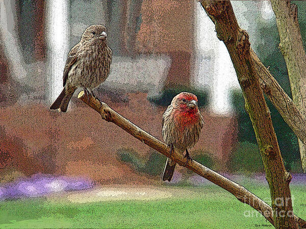 Bird Poster featuring the photograph The House Finch Pair by Sue Melvin