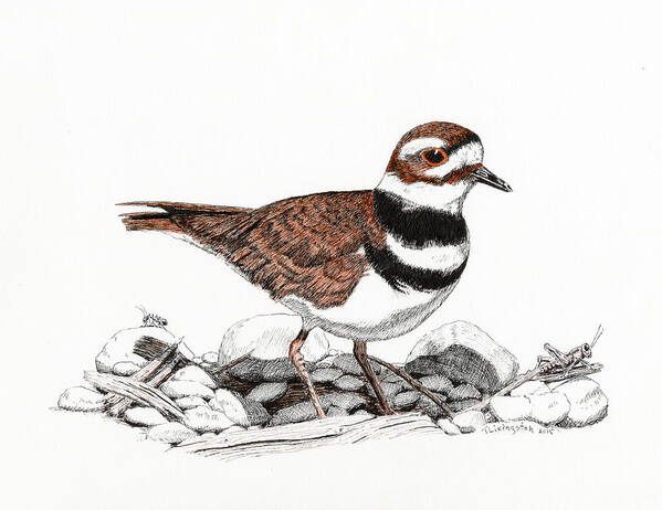 Birds Poster featuring the drawing The Killdeer by Timothy Livingston