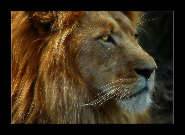 Lion Poster featuring the photograph The King by Ricky Barnard