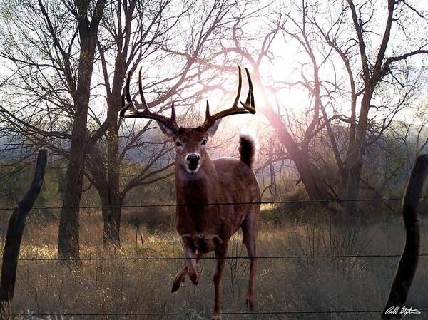 Whitetail Deer Poster featuring the digital art The Leap by Bill Stephens