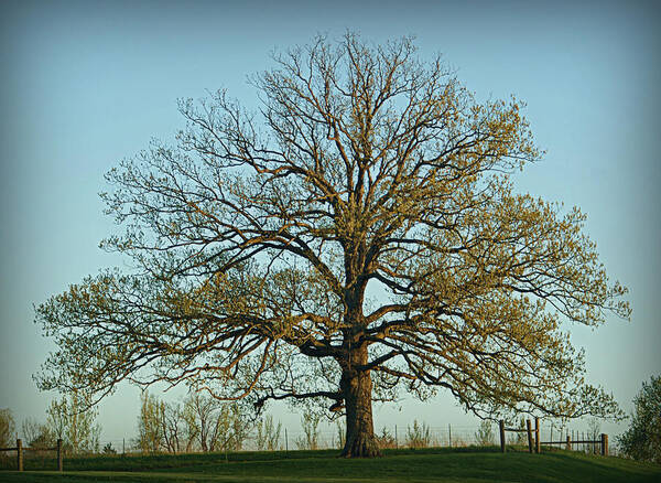 Oak Poster featuring the photograph The Mighty Oak in Spring by Cricket Hackmann