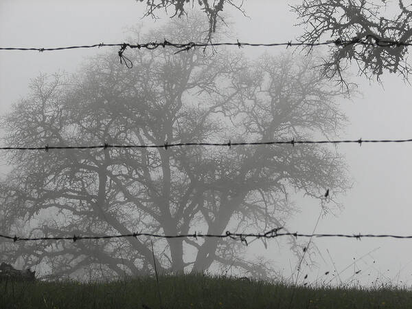 Darin Volpe Nature Poster featuring the photograph The Mist -- Oak Tree Behind Barbed Wire on Mt. Hamilton, California by Darin Volpe
