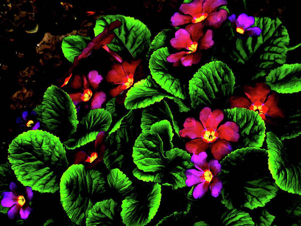 Primrose Poster featuring the digital art The Moody Primrose by Steve Taylor