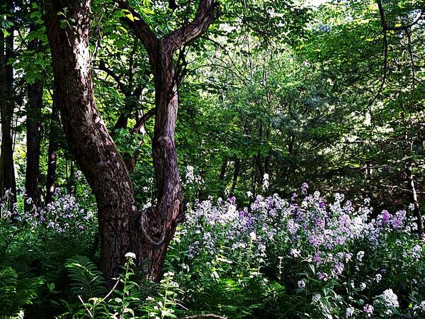 The Old Apple Tree Poster featuring the photograph The Old Apple Tree, Fiddlehead Ferns and Wild Phlox by Joy Nichols